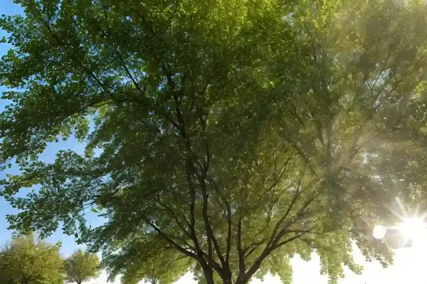 Siberian elm (ulmus pumila) — photo 2