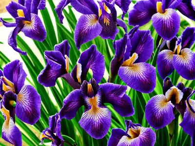 Siberian Iris (Iris ‘Lavender Bounty’)