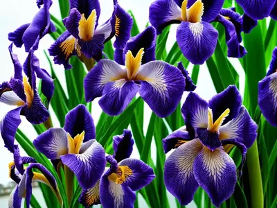 Siberian Iris (Iris ‘Sky Wings’)