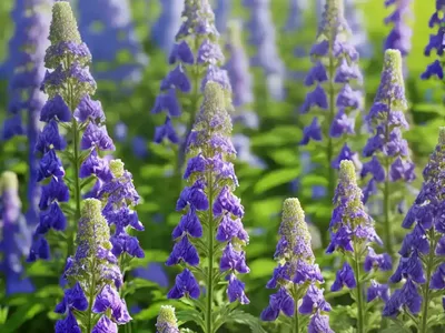 Siberian Larkspur (Delphinium Grandiflorum)