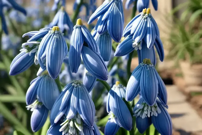 Siberian squill (scilla siberica) — photo 3