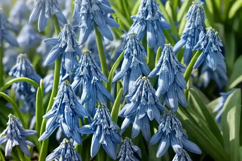 Siberian squill (scilla siberica) — photo 2