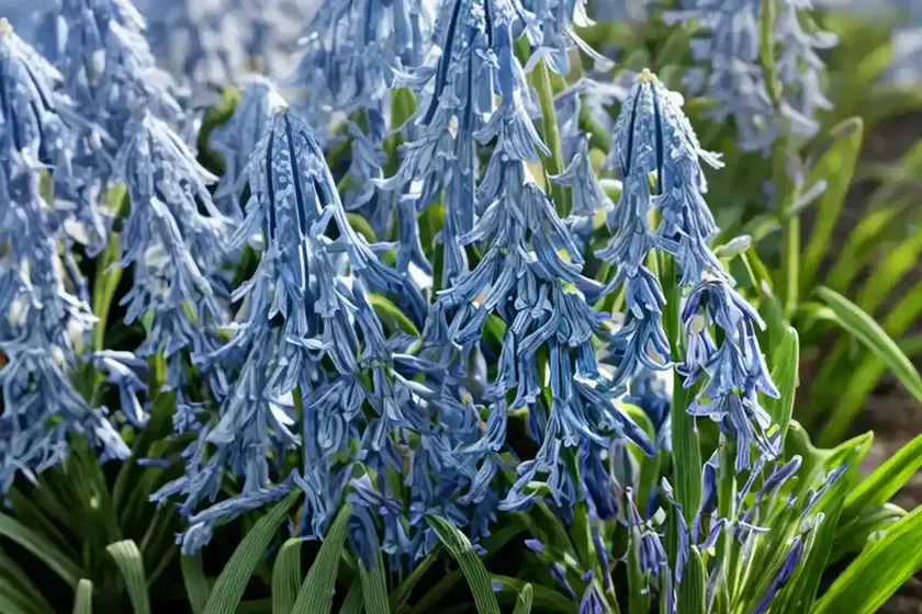 Siberian squill (scilla siberica) — photo 3