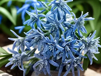 Siberian Squill (Scilla Siberica)
