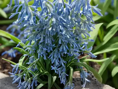 Siberian Squill (Scilla Siberica)