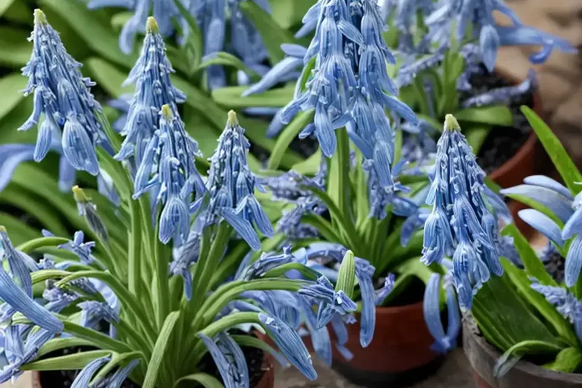 Siberian squill (scilla siberica ‘spring beauty’) — photo 3