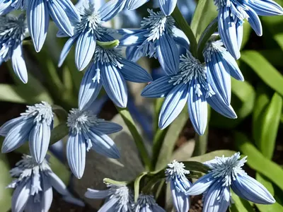 Siberian Squill (Scilla Siberica ‘Spring Beauty’)