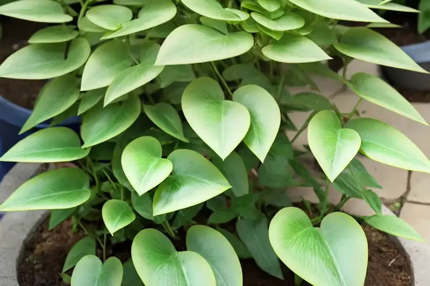 Sickle spurge (euphorbia falcata) — photo 2