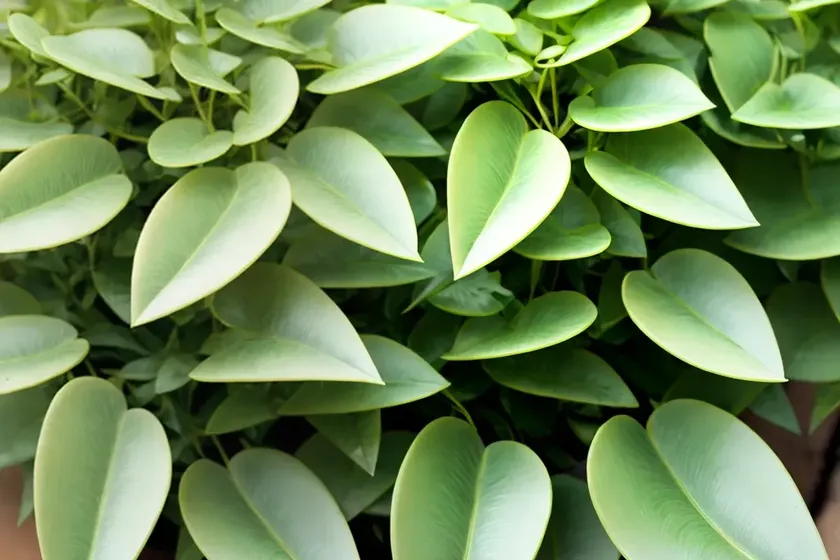 Sickle spurge (euphorbia falcata) — photo 3