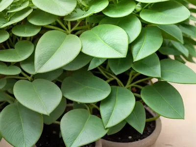 Sickle Spurge (Euphorbia Falcata)