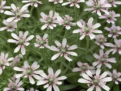 Silene Armeria (Garden Catchfly)