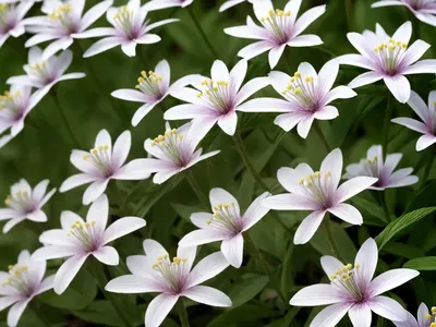 Silene (Silene Linicola)