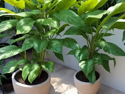 Silk Plant (Silk Plant ‘millions’)