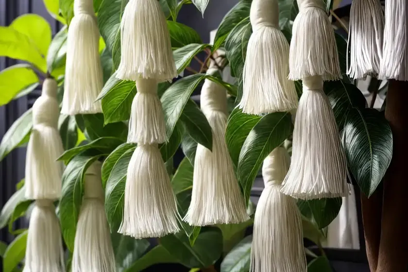 Silk tassel (garrya elliptica) — photo 2