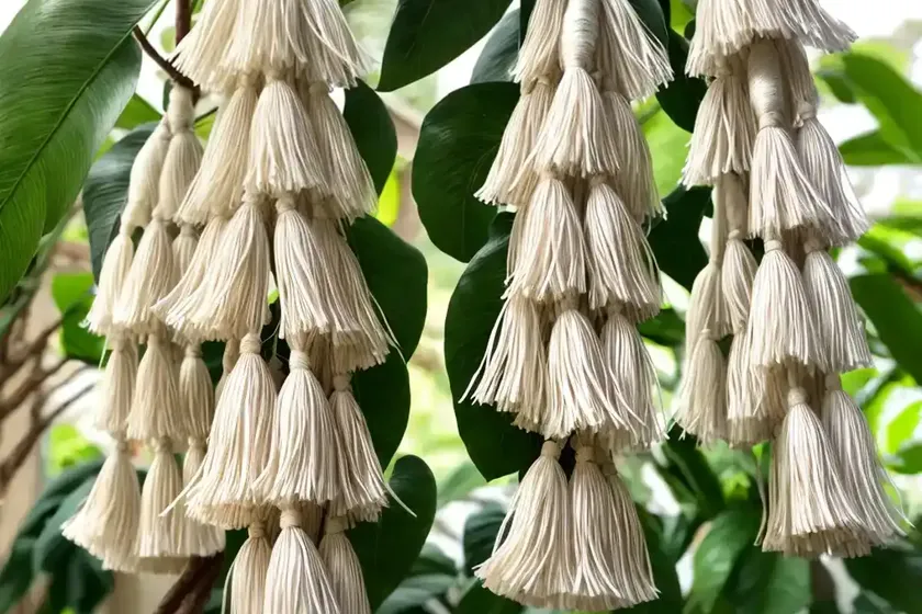 Silk tassel (garrya elliptica) — photo 3