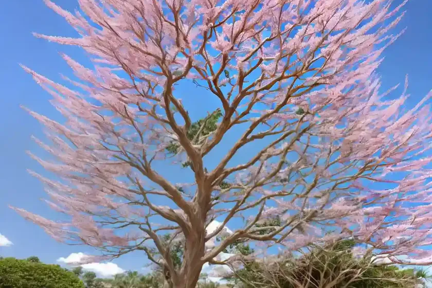 Silk tree (albizia julibrissin) — photo 3
