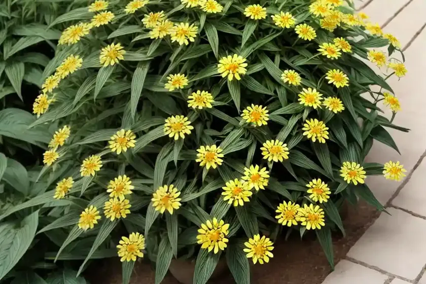 Silphium integrifolium (wholeleaf rosinweed) — photo 2