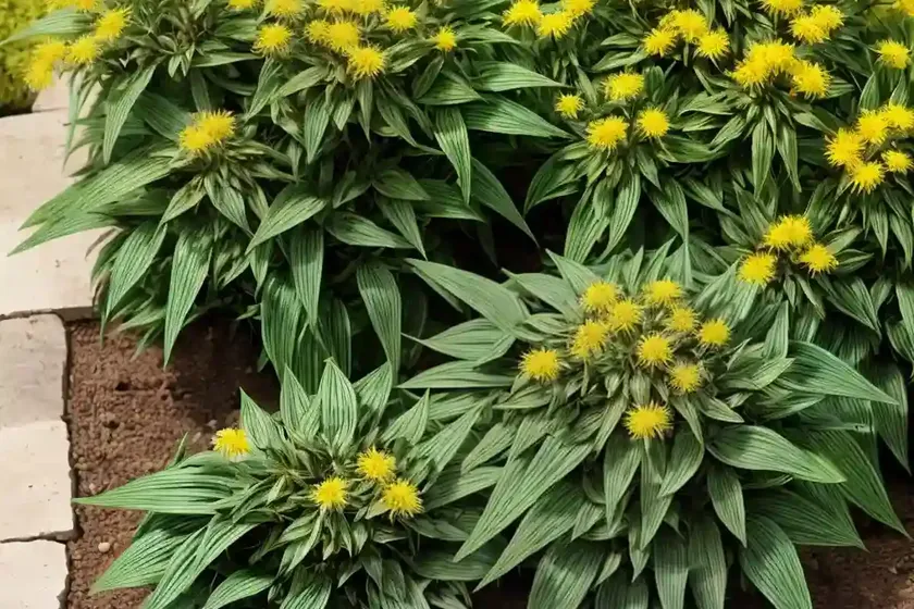 Silphium integrifolium (wholeleaf rosinweed) — photo 3