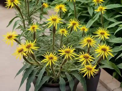 Silphium Laciniatum (Compass Plant)