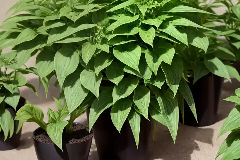 Silphium perfoliatum (cup plant) — photo 2