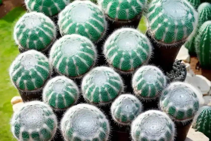 Silver arrows cactus (mammillaria karwinskiana subs. nejapensis) — photo 3