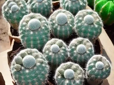 Silver Arrows Cactus (Mammillaria Karwinskiana Subs. Nejapensis)
