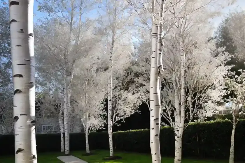 Silver birch (betula pendula magical globe) — photo 2