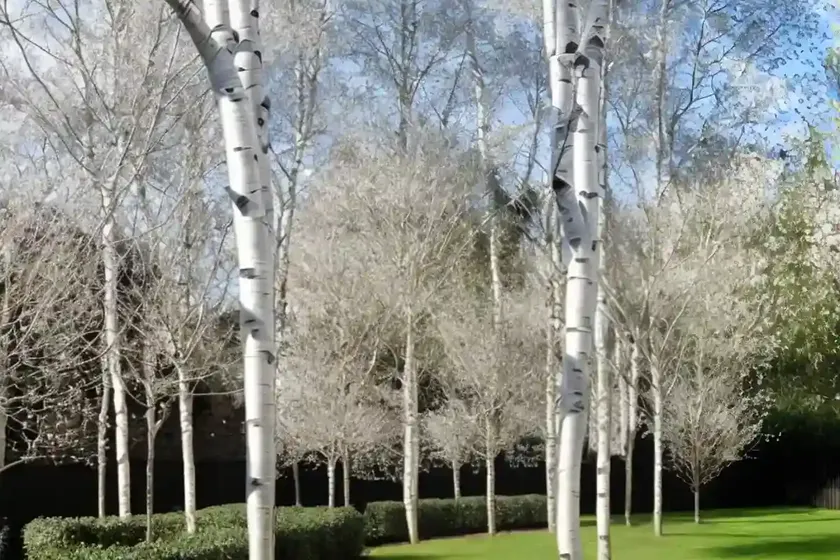Silver birch (betula pendula magical globe) — photo 3