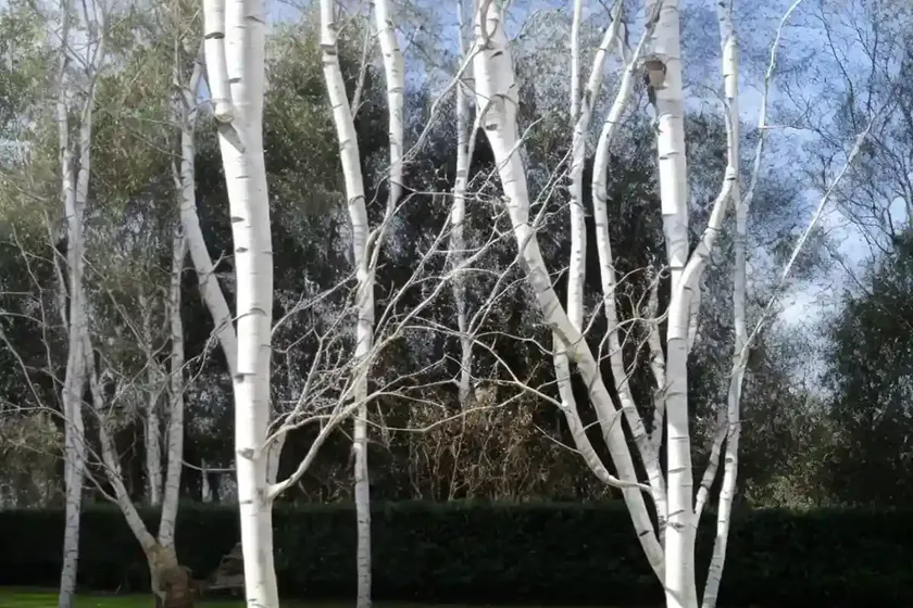Silver birch (betula pendula magical globe)