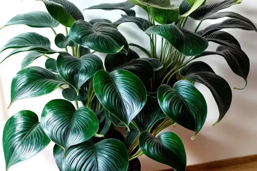 Silver cloud philodendron (philodendron mamei ‘silver cloud’) — photo 2