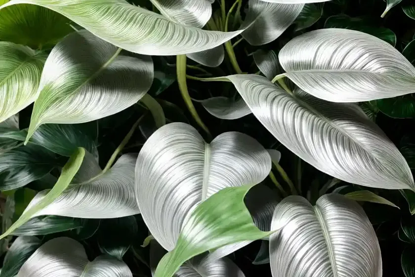 Silver cloud philodendron (philodendron mamei ‘silver cloud’) — photo 3