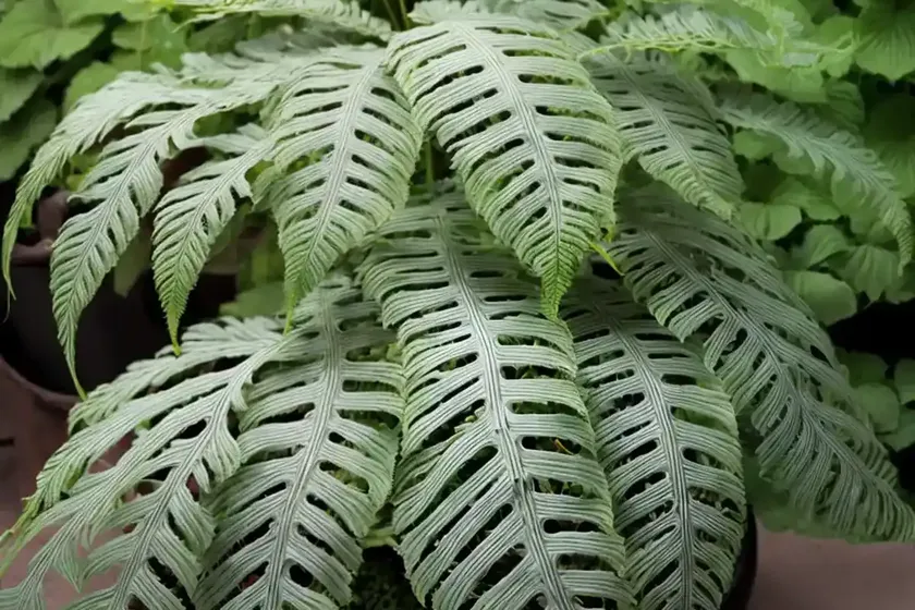 Silver dollar fern (adiantum peruvianum) — photo 2