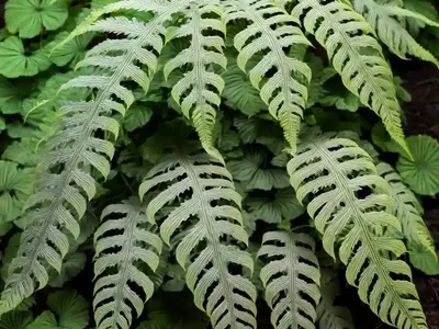 Silver Dollar Fern (Adiantum Peruvianum)