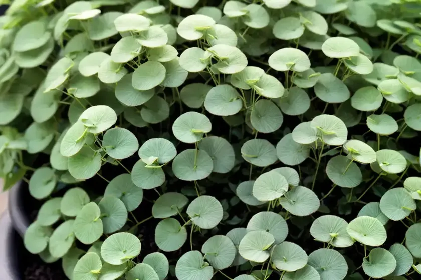 Silver falls (dichondra argentea) — photo 3