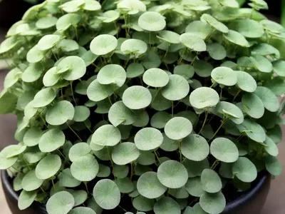 Silver Falls (Dichondra Argentea)