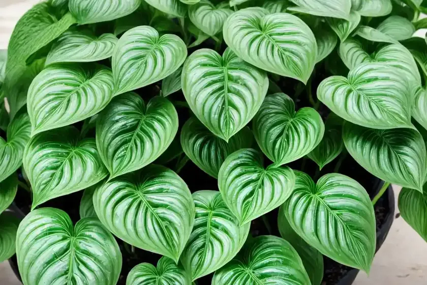 Silver fittonia (fittonia albivenis (argyroneura group)
