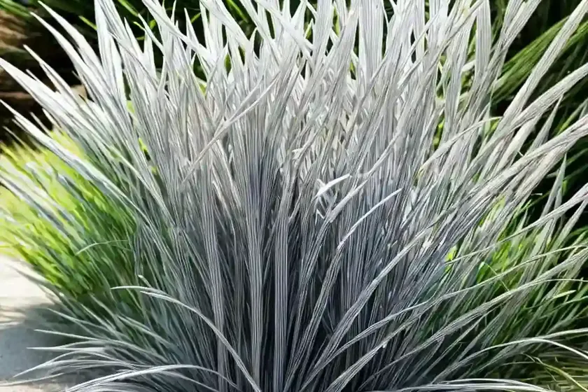 Silver hairgrass (koeleria argentea) — photo 2