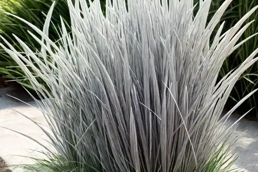 Silver hairgrass (koeleria argentea) — photo 3