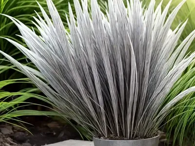 Silver Hairgrass (Koeleria Argentea)