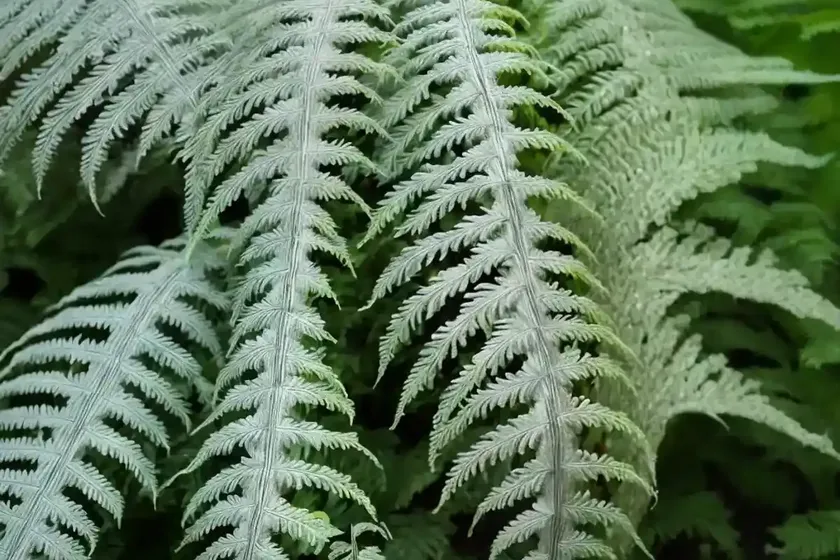 Silver lace fern (pteris ensiformis) — photo 2