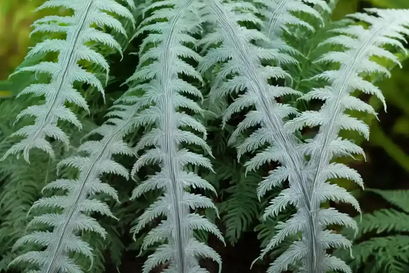 Silver lace fern (pteris ensiformis) — photo 3