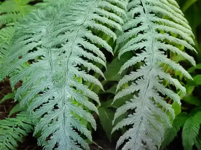 Silver Lace Fern (Pteris Ensiformis)
