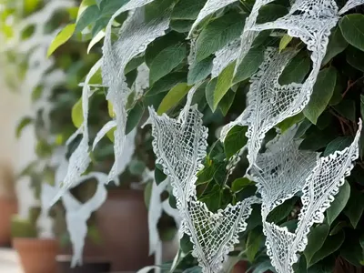 Silver Lace Vine (Fallopia Baldschuanica ‘Lemon Lace’)
