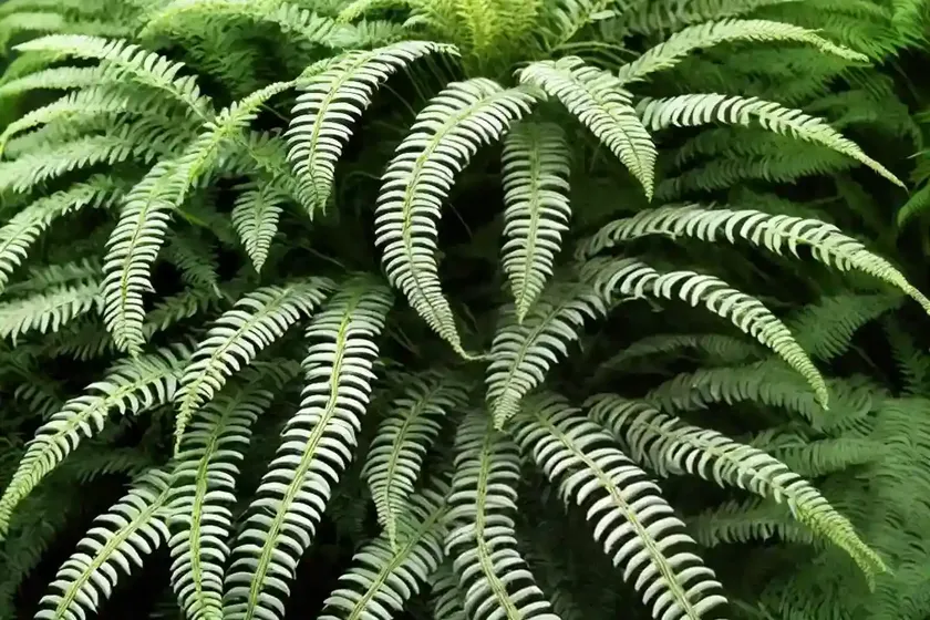 Silver lady fern (blechnum gibbum) — photo 2