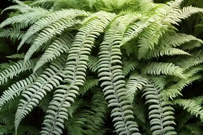 Silver lady fern (blechnum gibbum) — photo 3