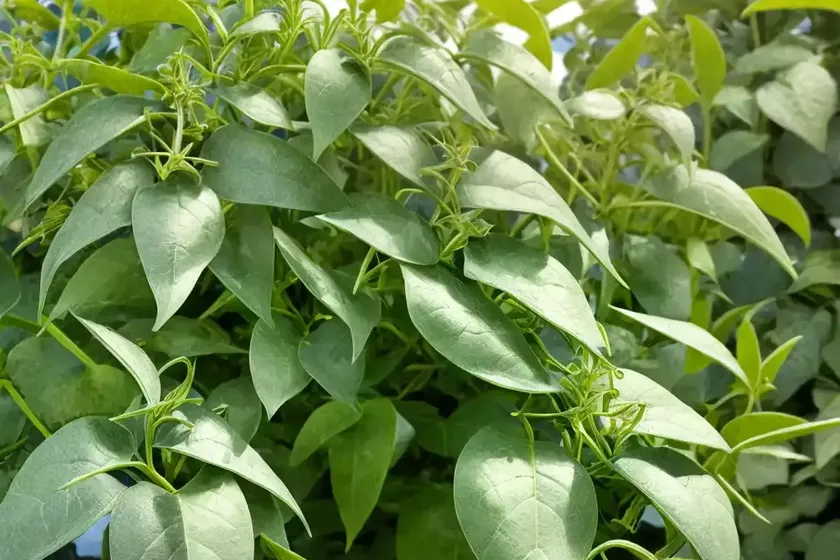 Silver-leaf nightshade (solanum elaeagnifolium) — photo 2