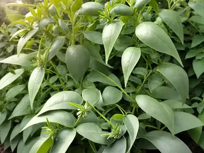 Silver-leaf Nightshade (Solanum Elaeagnifolium)