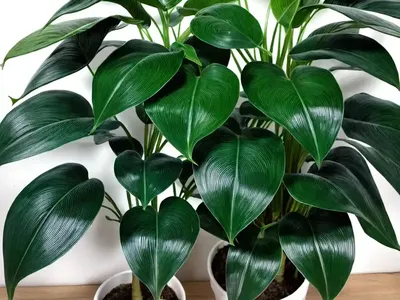 Silver Leaf Philodendron (Philodendron Sodiroi)