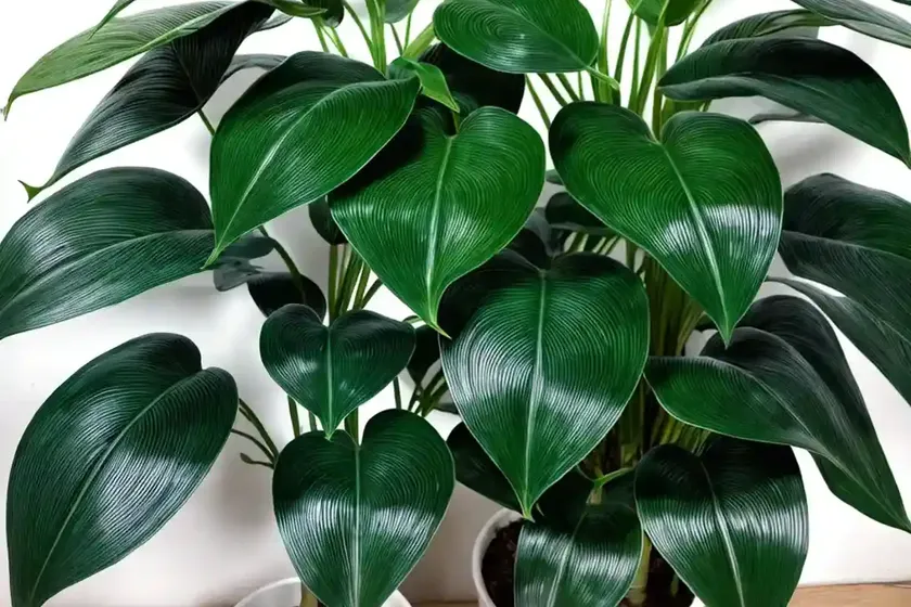 Silver leaf philodendron (philodendron sodiroi)