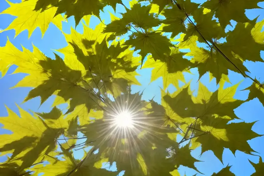 Silver maple (acer saccharinum) — photo 2